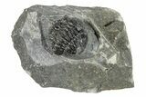 Curled Gerastos Trilobite Fossil - Morocco #271901-2